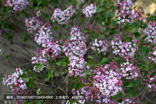 丁香花,丁香,花朵,植物,花卉