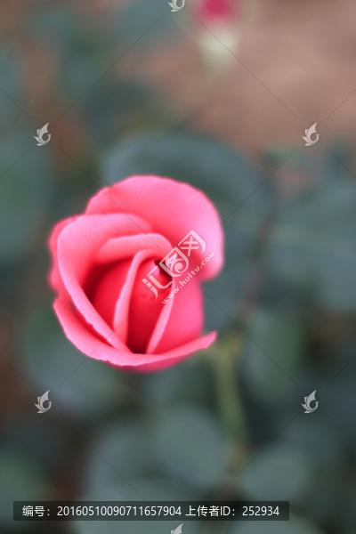 月季花