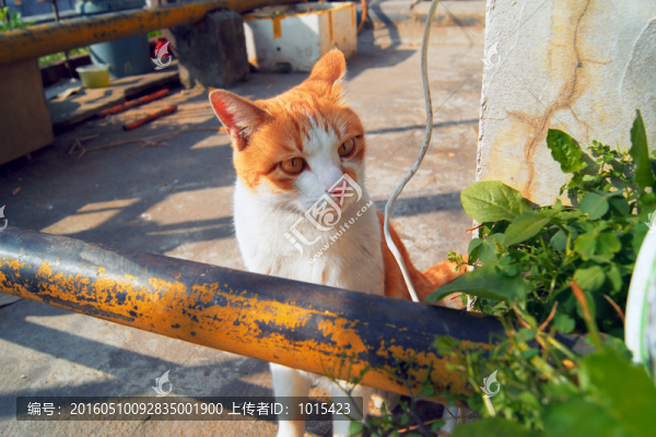 樓頂?shù)男∝? title=