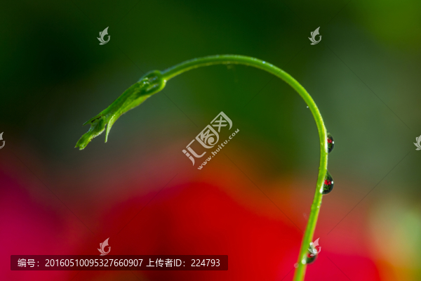 彎曲的藤曼