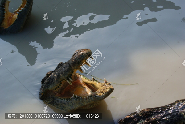 鱷魚