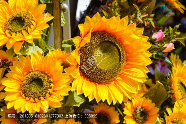 向日葵-匯圖網(wǎng) www.fosd68.com 向日葵