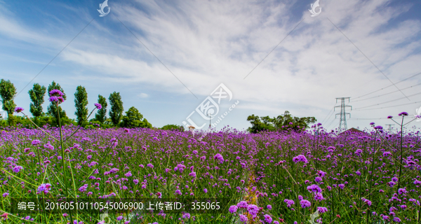 薰衣草
