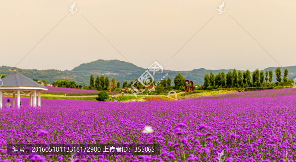 薰衣草