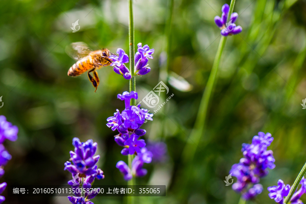 薰衣草