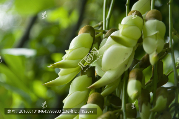 禾雀花