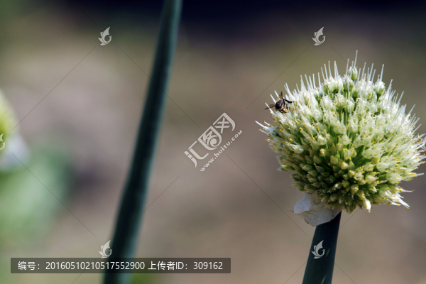 大蔥花特寫