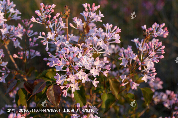 丁香花,春天,丁香,苦丁香
