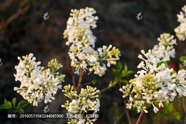 丁香花,春天,丁香,苦丁香