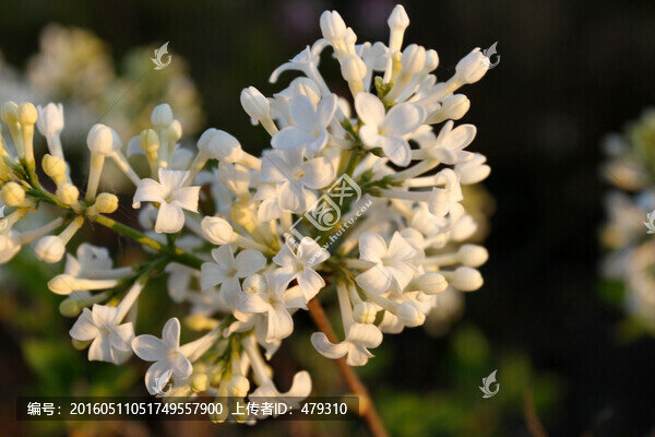 丁香花,春天,丁香,苦丁香