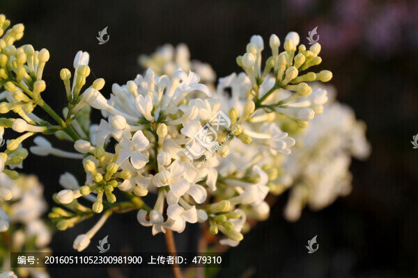 丁香花,春天,丁香,苦丁香