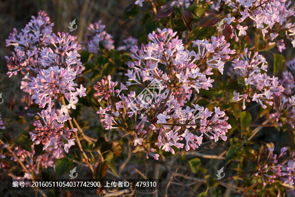 丁香花,春天,丁香,苦丁香