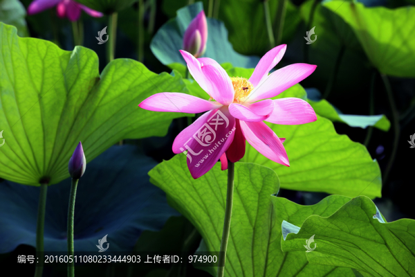 荷花