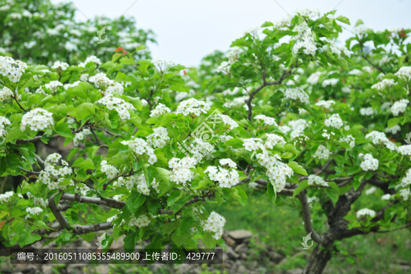 果園
