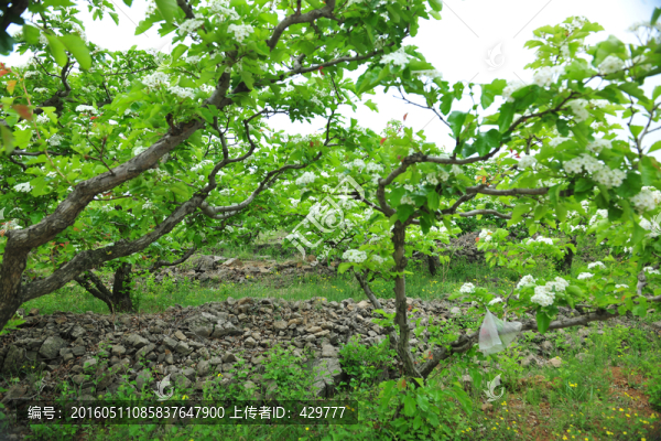 樹(shù)林