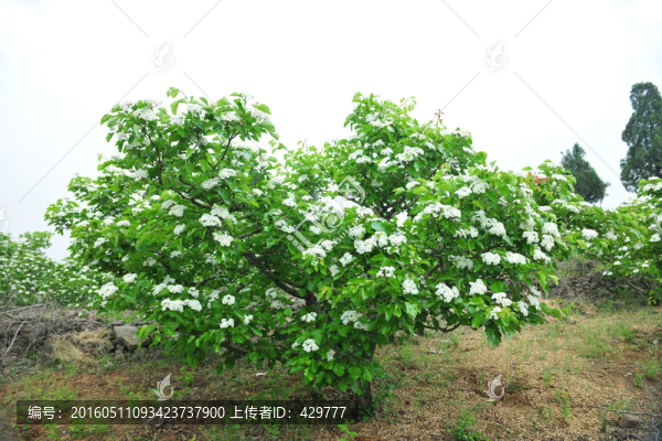 山楂樹,,山楂花