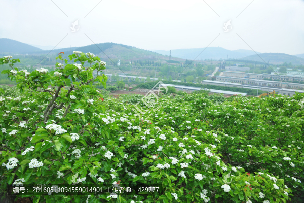 果園,,山楂園