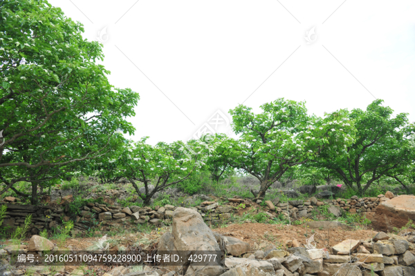 果園,,果樹,,樹林