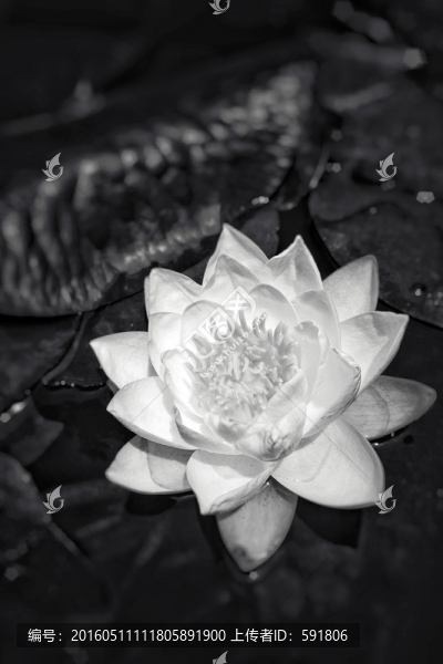白蓮花