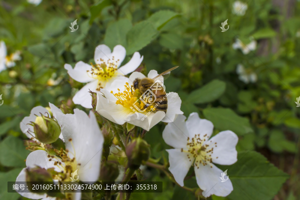 蜜蜂采蜜