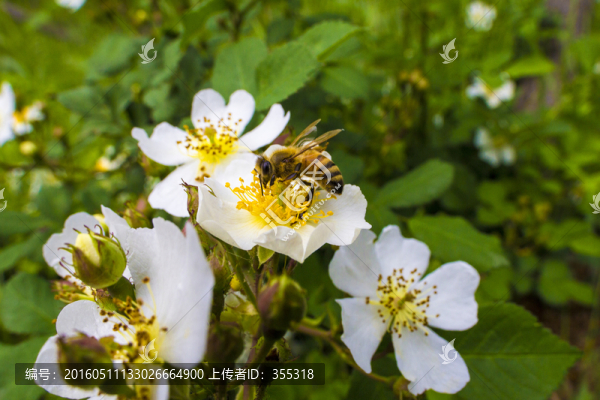 蜜蜂采蜜