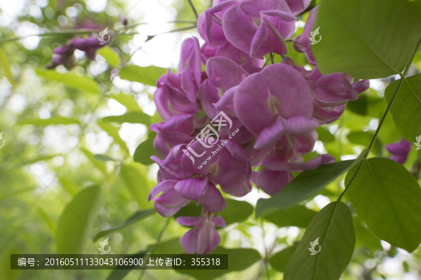 紫槐花