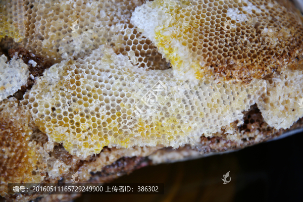 蜂巢