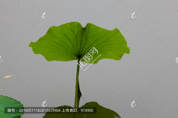荷塘