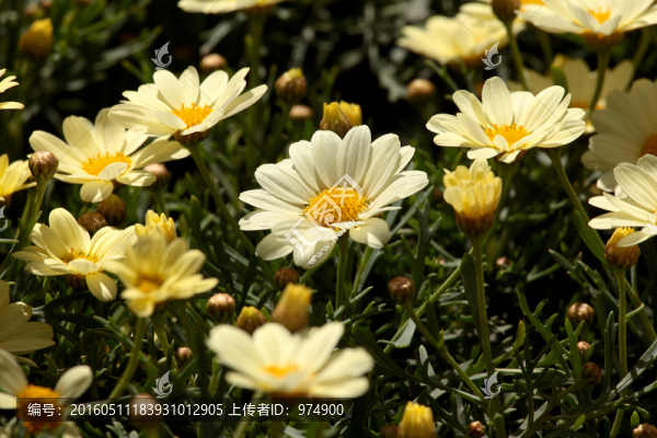 花