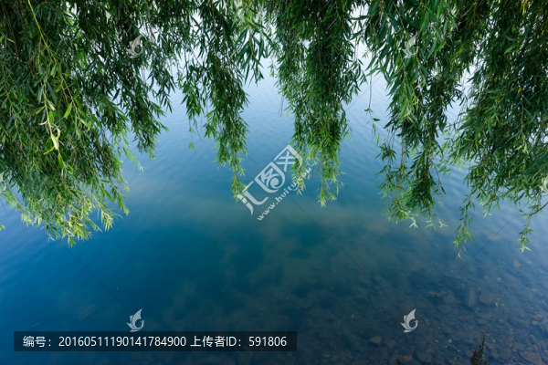 逆光楊柳枝