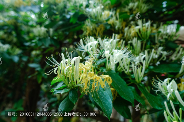 金銀花
