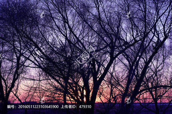 晚霞,朝霞,樹木,太陽,清晨