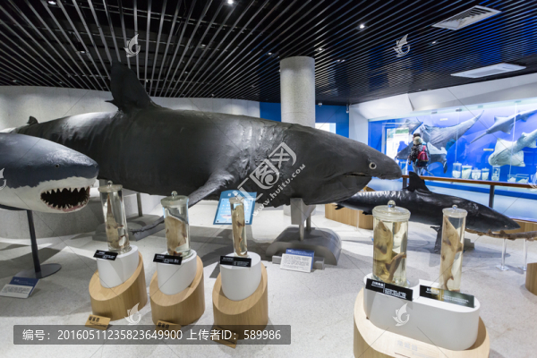青島水族館