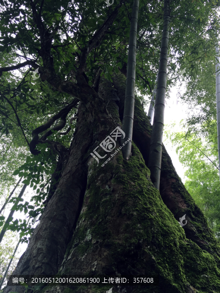 奇特景觀,樹抱竹