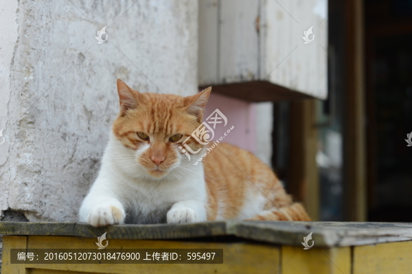 貓