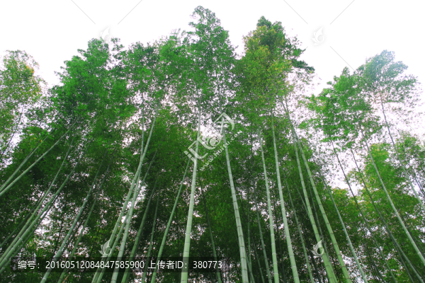 竹林