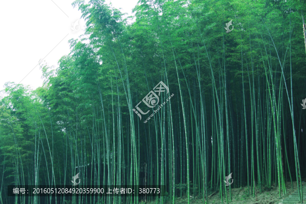竹林