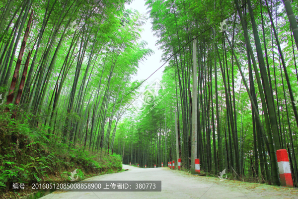竹林