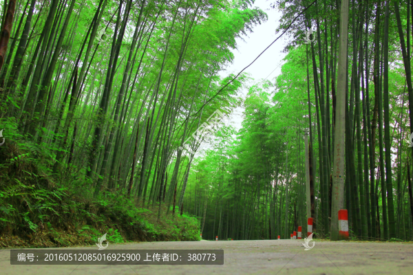 竹林