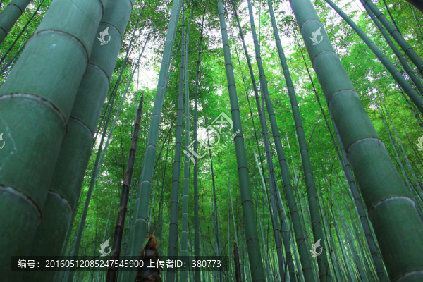竹林
