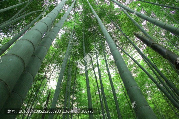 竹林