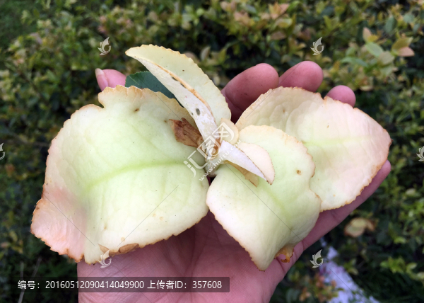 茶苞