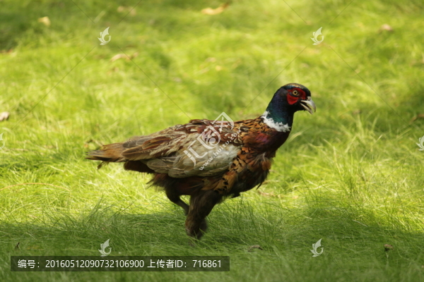 錦雞