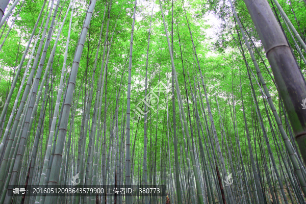 竹林