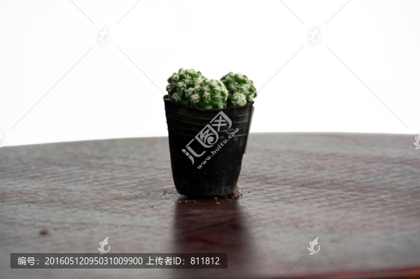 白鳥植物盆栽圖片