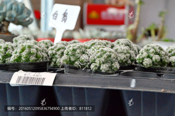 白鳥,植物,盆景