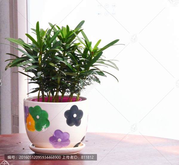富貴竹,盆栽