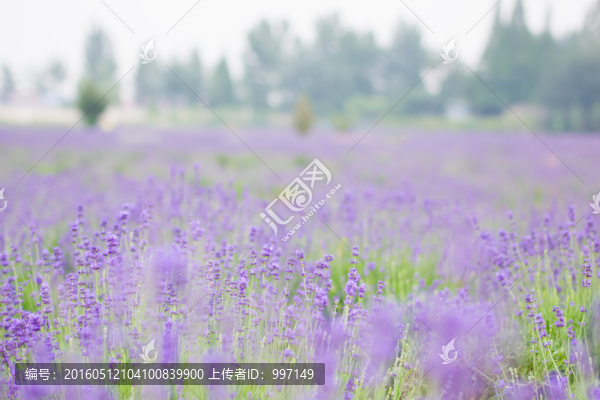 薰衣草
