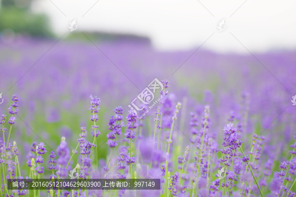 薰衣草