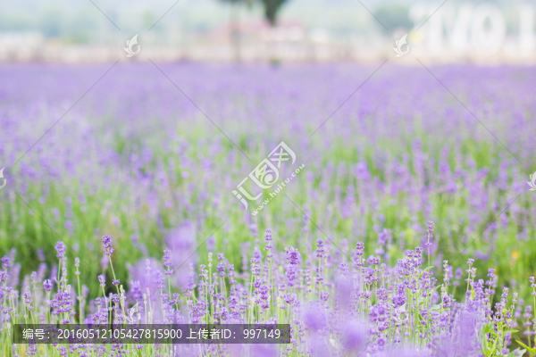 薰衣草
